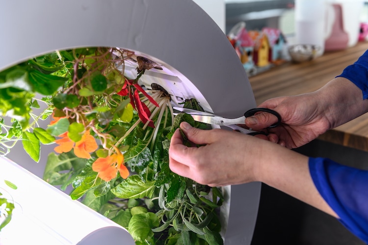 A user removes the plant from the wheel once it is fully grown. Image via OGarden